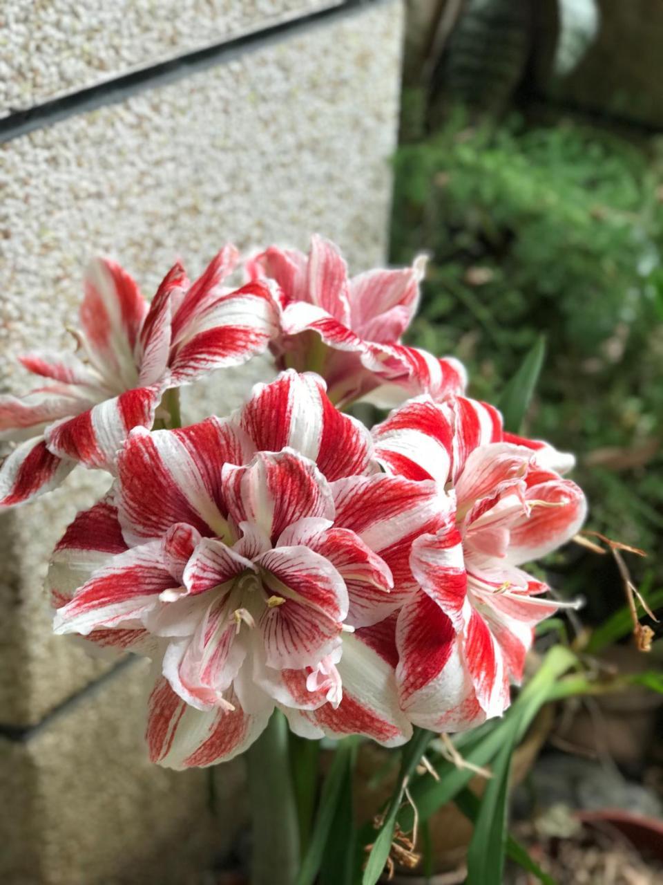 花蓮 達芙妮花園民宿 Цзянь Экстерьер фото